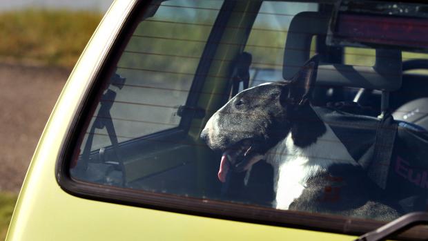 ‘Kwartiertje boodschappen doen kan voor hond in hete auto fataal zijn’